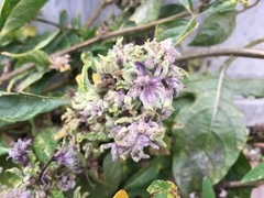 Aceria lycopersici
