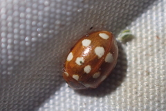 Calvia quatuordecimguttata