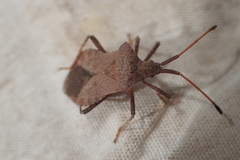 Coreus marginatus