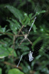 Argiope appensa