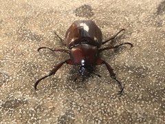Xylotrupes gideon gideon