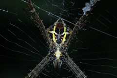 Argiope appensa