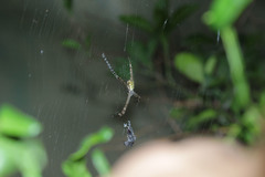 Argiope appensa