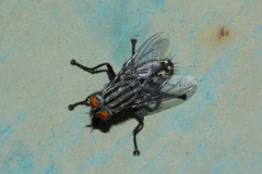 Diptera