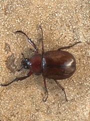 Xylotrupes gideon gideon