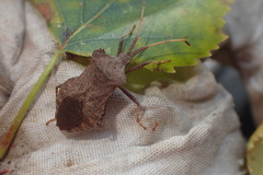 Coreus marginatus