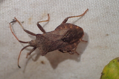 Coreus marginatus