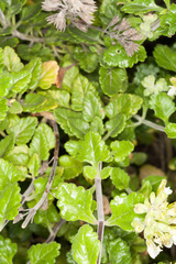 Teucrium flavum