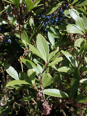 Melicytus chathamicus