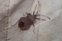 Coreus marginatus