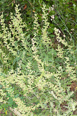 Teucrium flavum