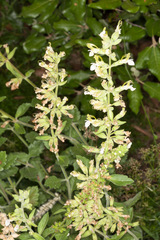 Teucrium flavum