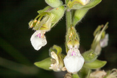 Teucrium flavum
