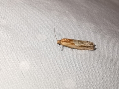 Eucosma cana