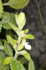 Teucrium flavum