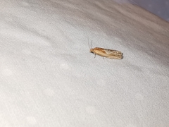 Eucosma cana