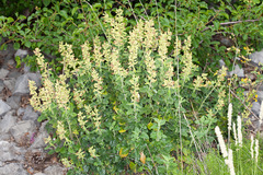 Teucrium flavum