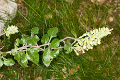 Teucrium flavum