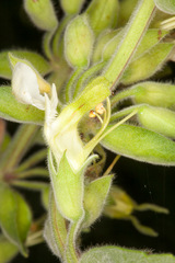 Teucrium flavum