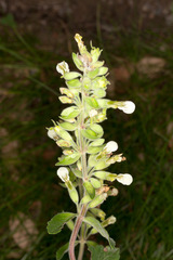 Teucrium flavum