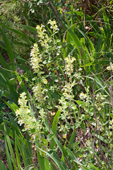 Teucrium flavum