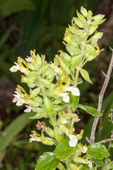 Teucrium flavum