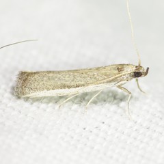 Barberia affinitella