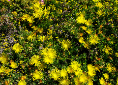 Malephora lutea