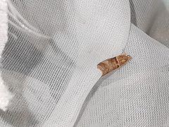 Acrobasis tumidana