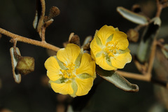 Sida calyxhymenia