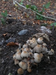 Coprinellus flocculosus