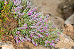 Teucrium marum