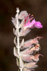 Teucrium marum