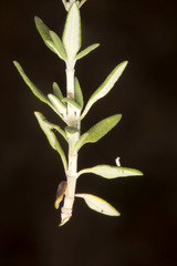 Teucrium marum