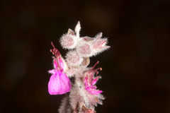 Teucrium marum