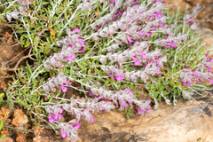 Teucrium marum