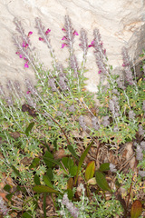 Teucrium marum