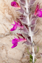 Teucrium marum