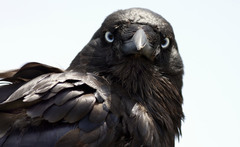 Corvus tasmanicus