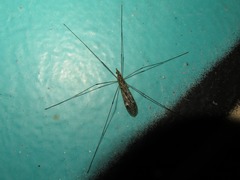 Tipula confusa