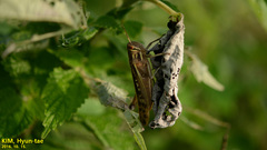 Patanga japonica