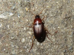 Calathus cinctus