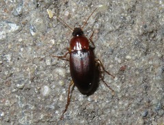 Calathus cinctus