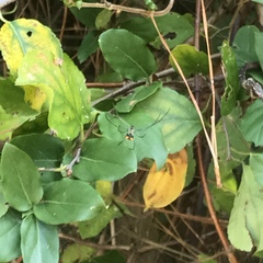 Leucauge argyrobapta