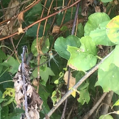 Leucauge argyrobapta