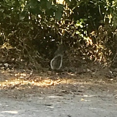 Sciurus carolinensis