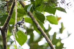 Machlolophus aplonotus