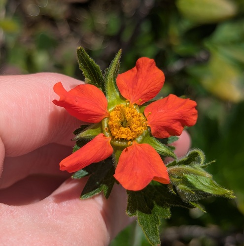 Geum coccineum (Geum coccineum)