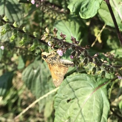 Atalopedes campestris