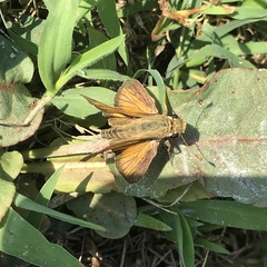 Atalopedes campestris